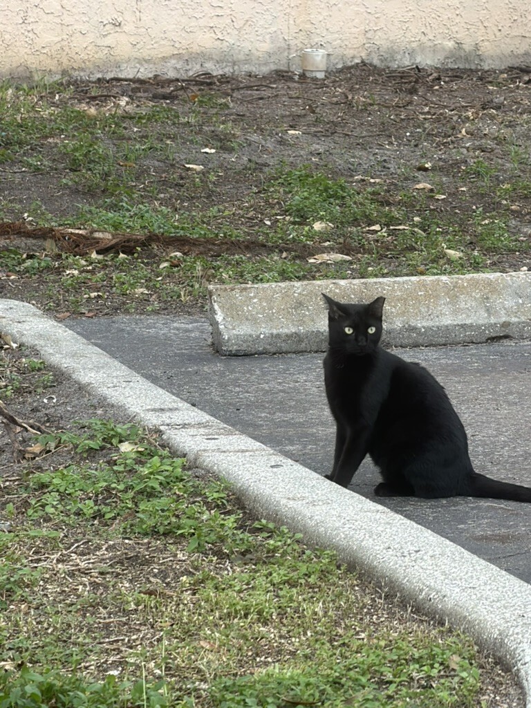 Black cat sitting near a curb in a parking area at the Bradenton location